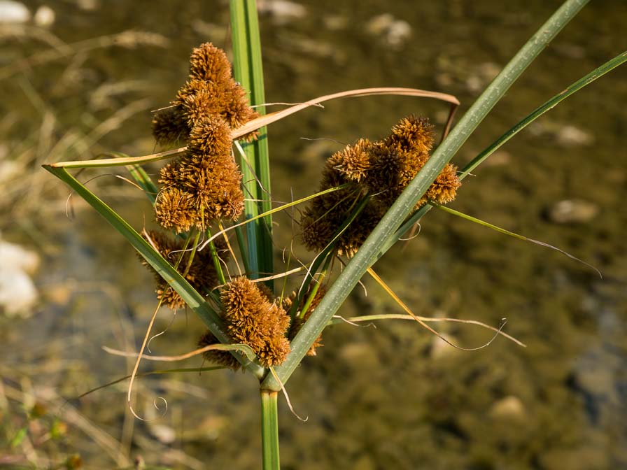 Cyperus glomeratus / Zigolo ferrugineo